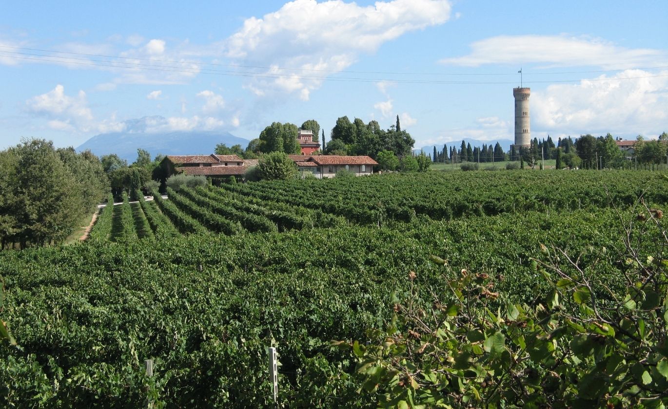 Selva Capuzza viiniviljelmiä